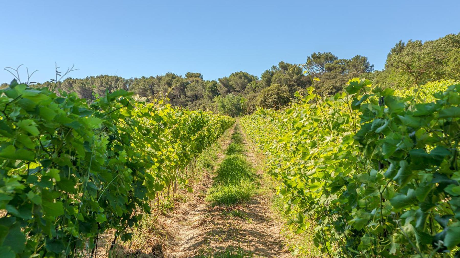 Chateau Talaud Loriol-du-Comtat Εξωτερικό φωτογραφία